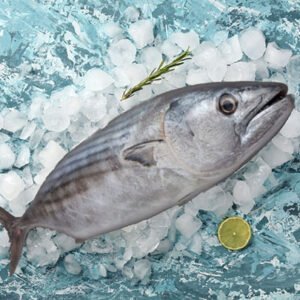 Palamut